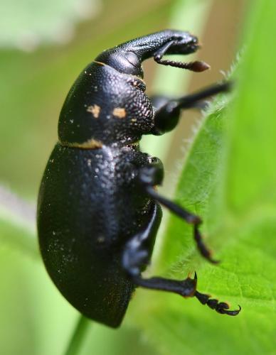Liparus coronatus